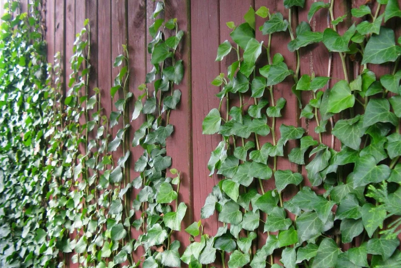 A ház biztonságban lesz: a tájtervező az építésre veszélyes növényeket mutatták be A ház biztonságban lesz: a tájtervező az építésre veszélyes növényeket mutatták be