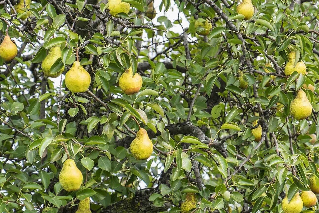 A körte -betakarítás gazdag lesz: a kertész beszélt az őszi fa ültetésre vonatkozó szabályokról A körte -betakarítás gazdag lesz: a kertész beszélt az őszi fa ültetésre vonatkozó szabályokról