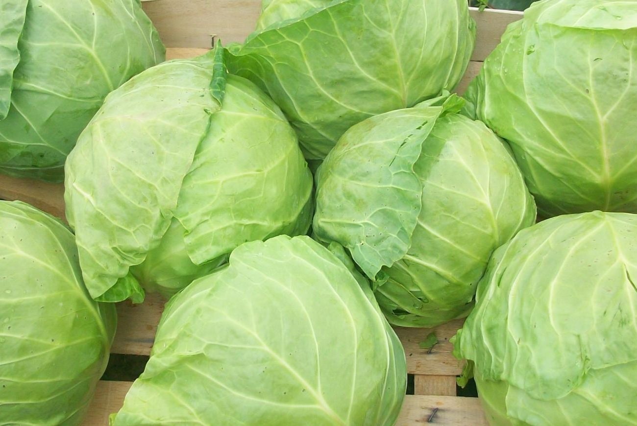 A káposztát nyárig tárolják, és nem romlik: emlékezzen egy megfelelő helyre, amely jobb, mint egy pince A káposztát nyárig tárolják, és nem romlik: emlékezzen egy megfelelő helyre, amely jobb, mint egy pince