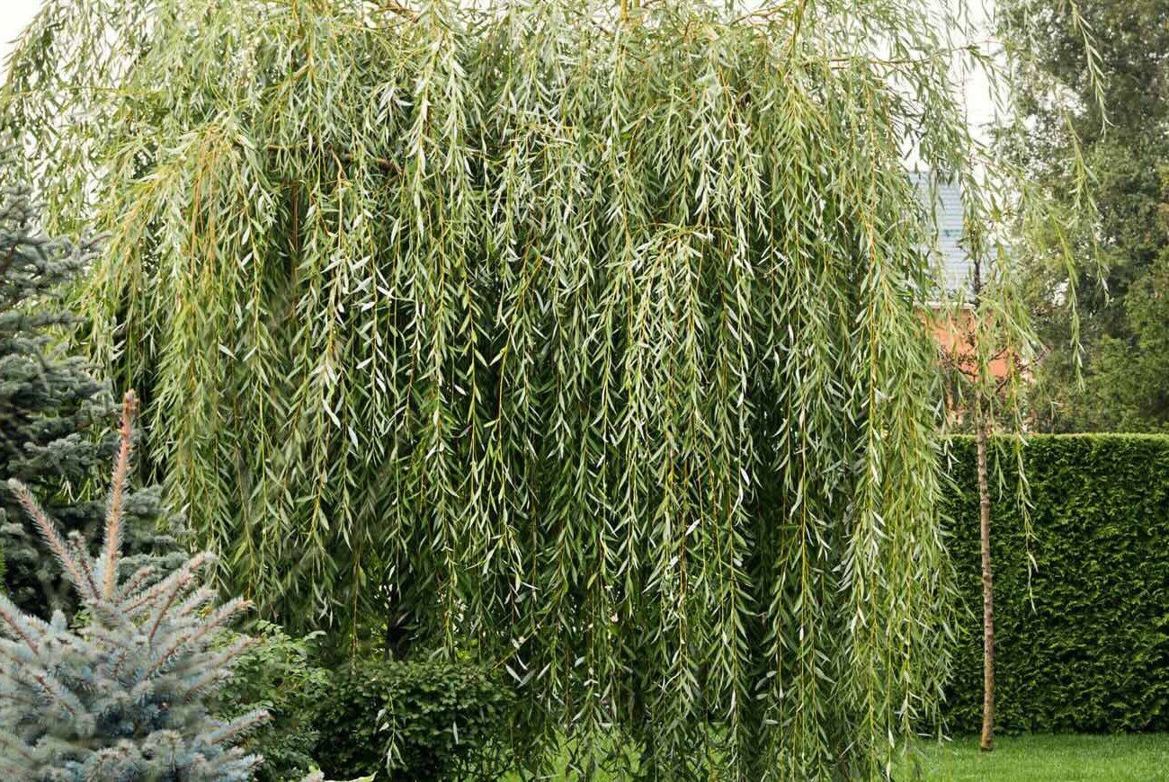 Még a tapasztalt nyári lakosok is elkövetik ezt a hibát: mely fákat nem szabad a ház közelében ültetni Még a tapasztalt nyári lakosok is elkövetik ezt a hibát: mely fákat nem szabad a ház közelében ültetni