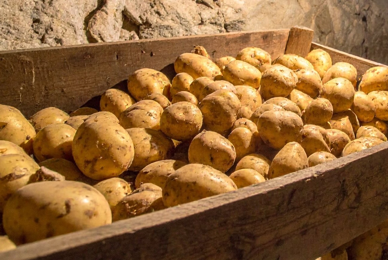 A burgonya nem kel ki és nem rothad el tavaszig: ne feledje az őszi zöldségültetés fontos szabályát A burgonya nem kel ki és nem rothad el tavaszig: ne feledje az őszi zöldségültetés fontos szabályát