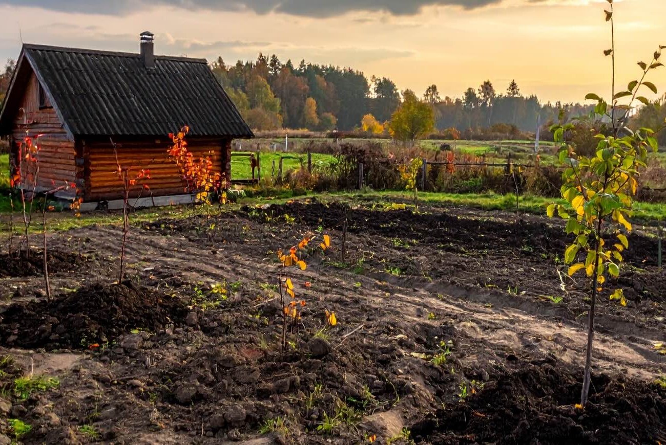 A fák veszteség nélkül túlélik a telet: ne feledje a kártevőirtás helyes módszerét októberben A fák veszteség nélkül túlélik a telet: ne feledje a kártevőirtás helyes módszerét októberben