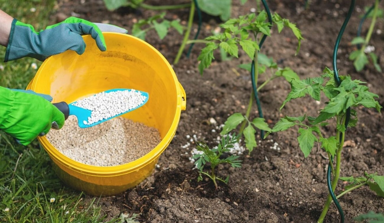 Egy agronómus tanácsára trágyázom meg a kertet, és gazdag termést kapok: a novemberi trágyázás titkai Egy agronómus tanácsára trágyázom a kertet, és gazdag termést kapok: a novemberi trágyázás titkai