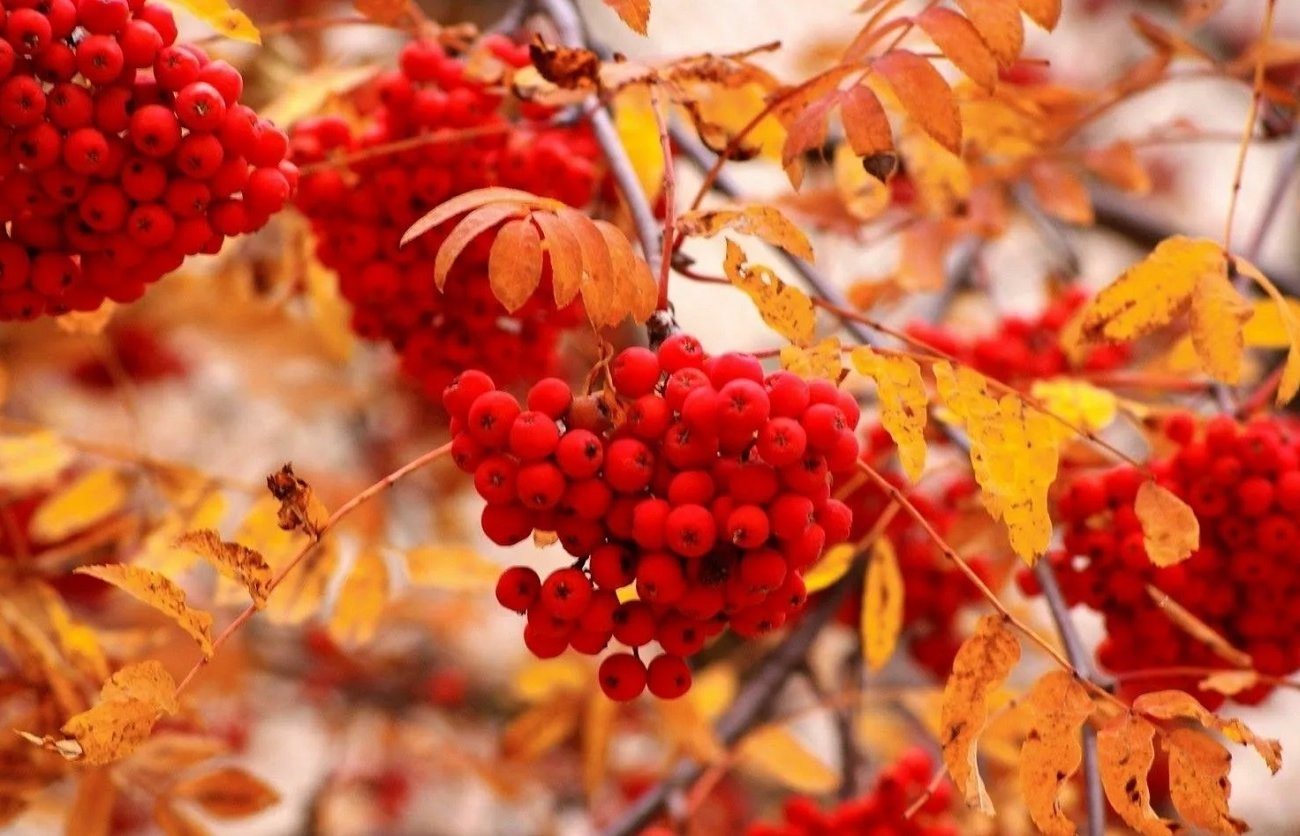 Ez a 3 cserje még novemberben gyökeret ereszt: vegye figyelembe minden nyári lakost Ez a 3 cserje még novemberben gyökeret ereszt: vegye figyelembe minden nyári lakost