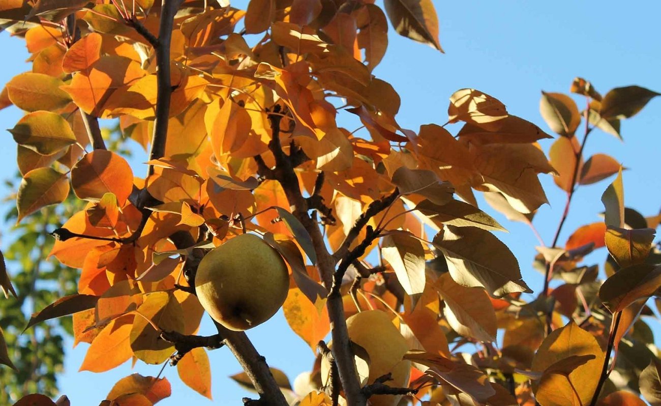 A kert és a veteményeskert veszteség nélkül átvészeli a fagyokat: ne feledjen 4 fontos dolgot, amit meg kell tennie a hideg idő előtt A kert és a veteményeskert veszteség nélkül átvészeli a fagyokat: ne feledjen 4 fontos dolgot, amit meg kell tennie a hideg idő előtt
