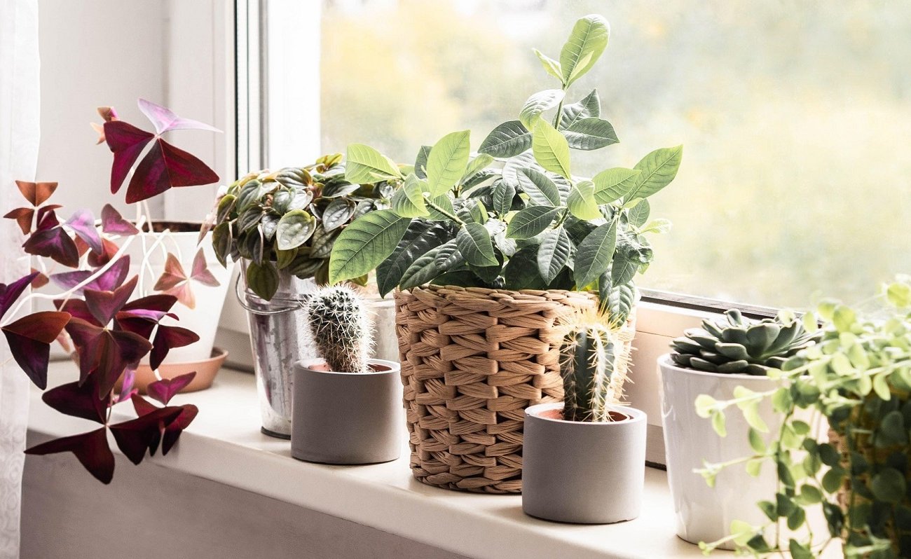 A beltéri növények pompásan és fényesen virágoznak: emlékezzen a répavízzel való trágyázás módszerére A beltéri növények pompásan és fényesen virágoznak: emlékezzen a répavízzel való trágyázás módszerére