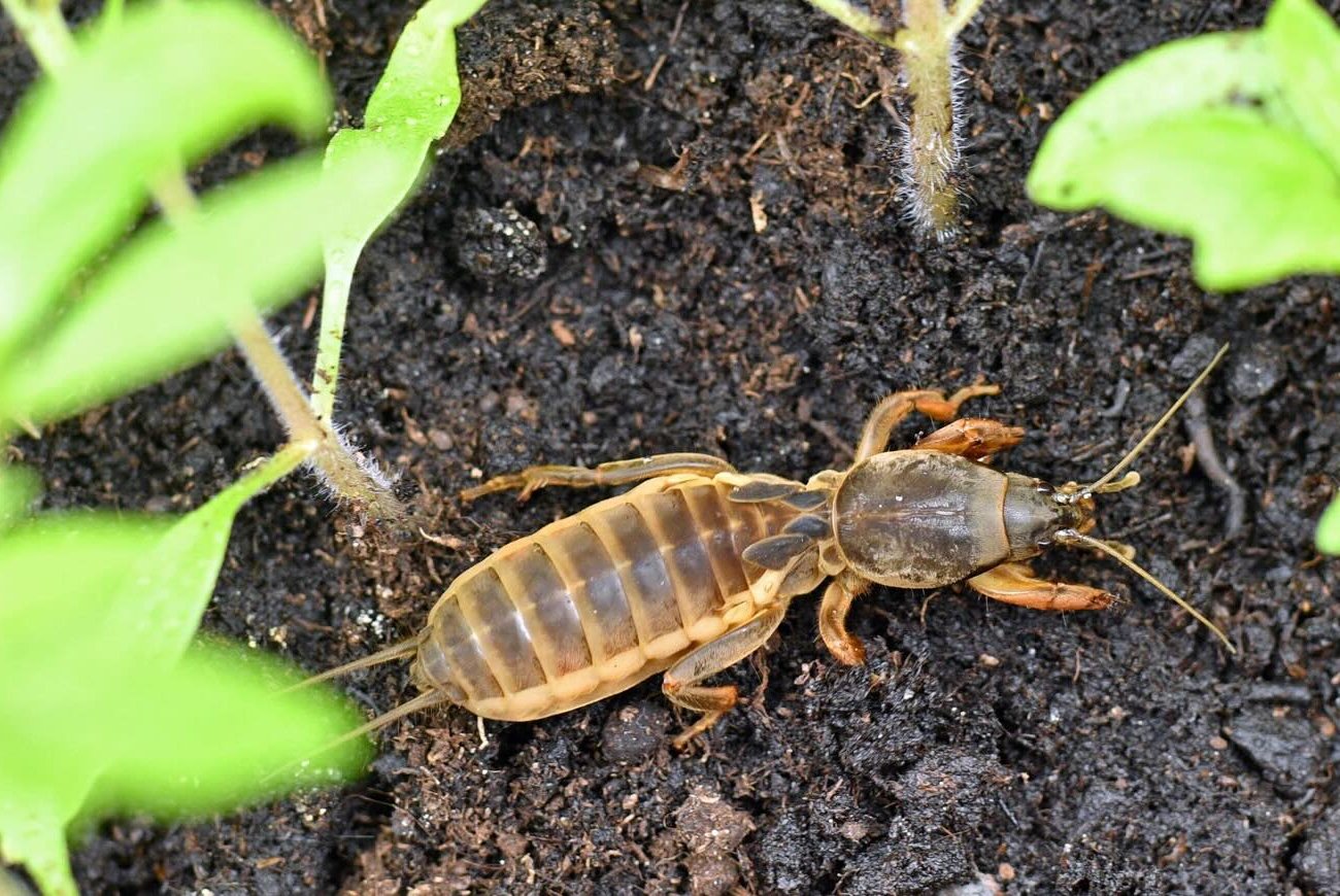 Tavasszal eltűnik a vakond tücsök: ne feledje, mit csinálnak a tapasztalt nyári lakosok a kertben novemberben Tavasszal eltűnik a vakond tücsök: ne feledje, mit csinálnak a tapasztalt nyári lakosok a kertben novemberben