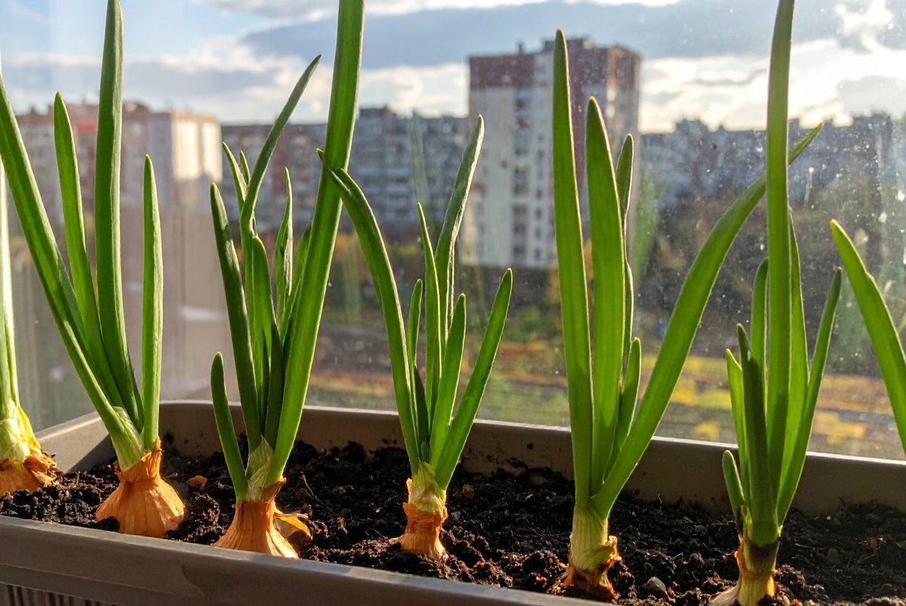 Az ablakpárkányon lévő hagyma ugrásszerűen nő: 3 egyszerű trükk a buja növényzetért Az ablakpárkányon lévő hagyma ugrásszerűen nő: 3 egyszerű trükk a buja növényzetért