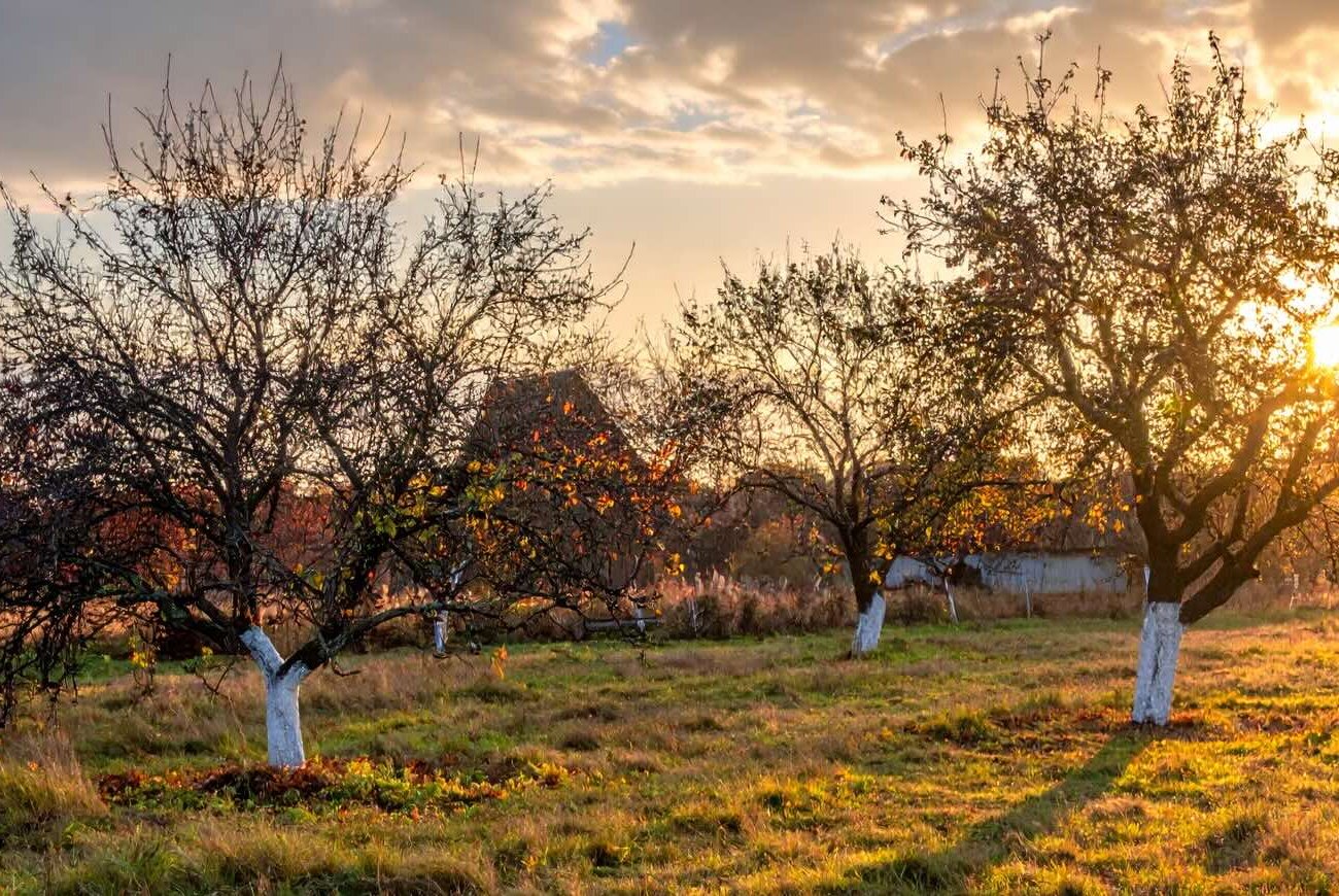 Az almafák túlélik a telet, és elégedettek lesznek a betakarítással: emlékezzen a novemberi kertben végzett fontos munkára Az almafák túlélik a telet, és elégedettek lesznek a betakarítással: emlékezzen a novemberi kertben végzett fontos munkára