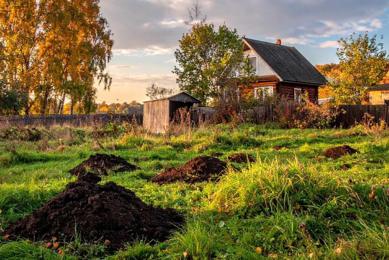 A kert vakonddombok nélkül lesz: gyors és emberséges módja annak, hogy megszabaduljunk a hívatlan vendégektől A kert vakonddombok nélkül lesz: gyors és emberséges módja annak, hogy megszabaduljunk a hívatlan vendégektől