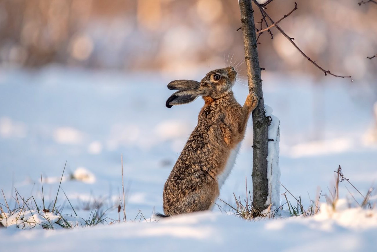 A mezei nyulak elkerülik a telkedet: a tapasztalt nyári lakosok ravasz módszert javasoltak A mezei nyulak elkerülik a telkedet: a tapasztalt nyári lakosok ravasz módszert javasoltak