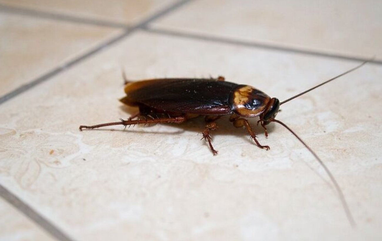 A csótányok jobban félnek ettől a házi fűszertől, mint a méregtől: olcsó módja annak, hogy gyorsan megszabaduljunk a kártevőktől A csótányok jobban félnek ettől a házi fűszertől, mint a méregtől: olcsó módja annak, hogy gyorsan megszabaduljunk a kártevőktől