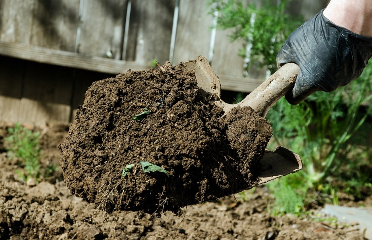 Az őszi ásás inkább károsítja a talajt, mint segít: ne feledje az ágyás előkészítésének helyes módját Az őszi ásás inkább károsítja a talajt, mint segít: ne feledje az ágyás előkészítésének helyes módját