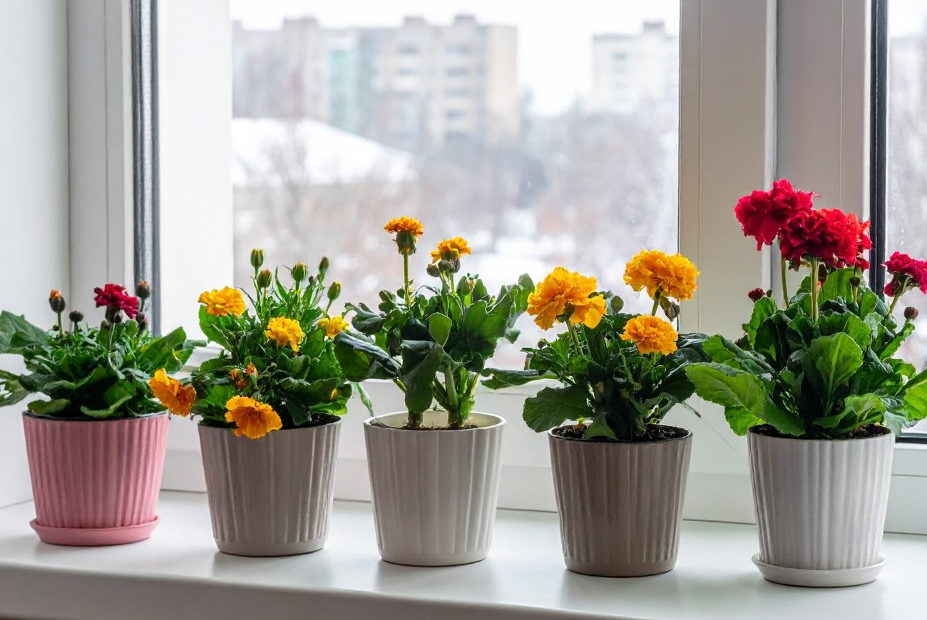 Az ablakpárkányon lévő virágok már nem fagynak meg: így lehet megvédeni a növényeket a hidegtől az ablakból Az ablakpárkányon lévő virágok már nem fagynak meg: így lehet megvédeni a növényeket a hidegtől az ablakból