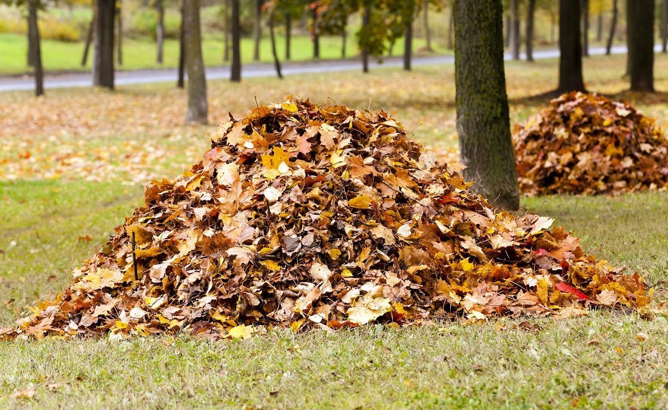 Az őszi levelek gyűjtése és okos felhasználása: 7 bevált módszer a lehullott levelek felhasználására Az őszi levelek gyűjtése és okos felhasználása: 7 bevált módszer a lehullott levelek felhasználására