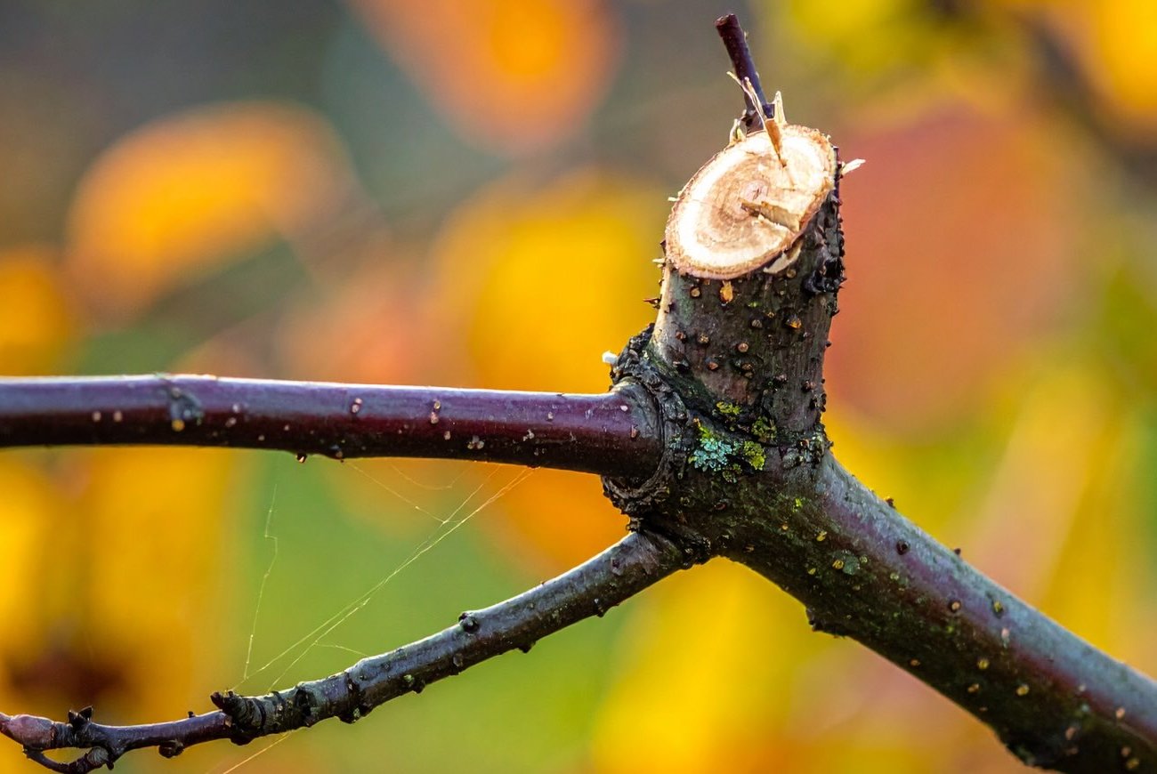 Az almafák egészségesebbek és termékenyebbek lesznek: a gyümölcsfák őszi metszésének szabályai Az almafák egészségesebbek és termékenyebbek lesznek: a gyümölcsfák őszi metszésének szabályai