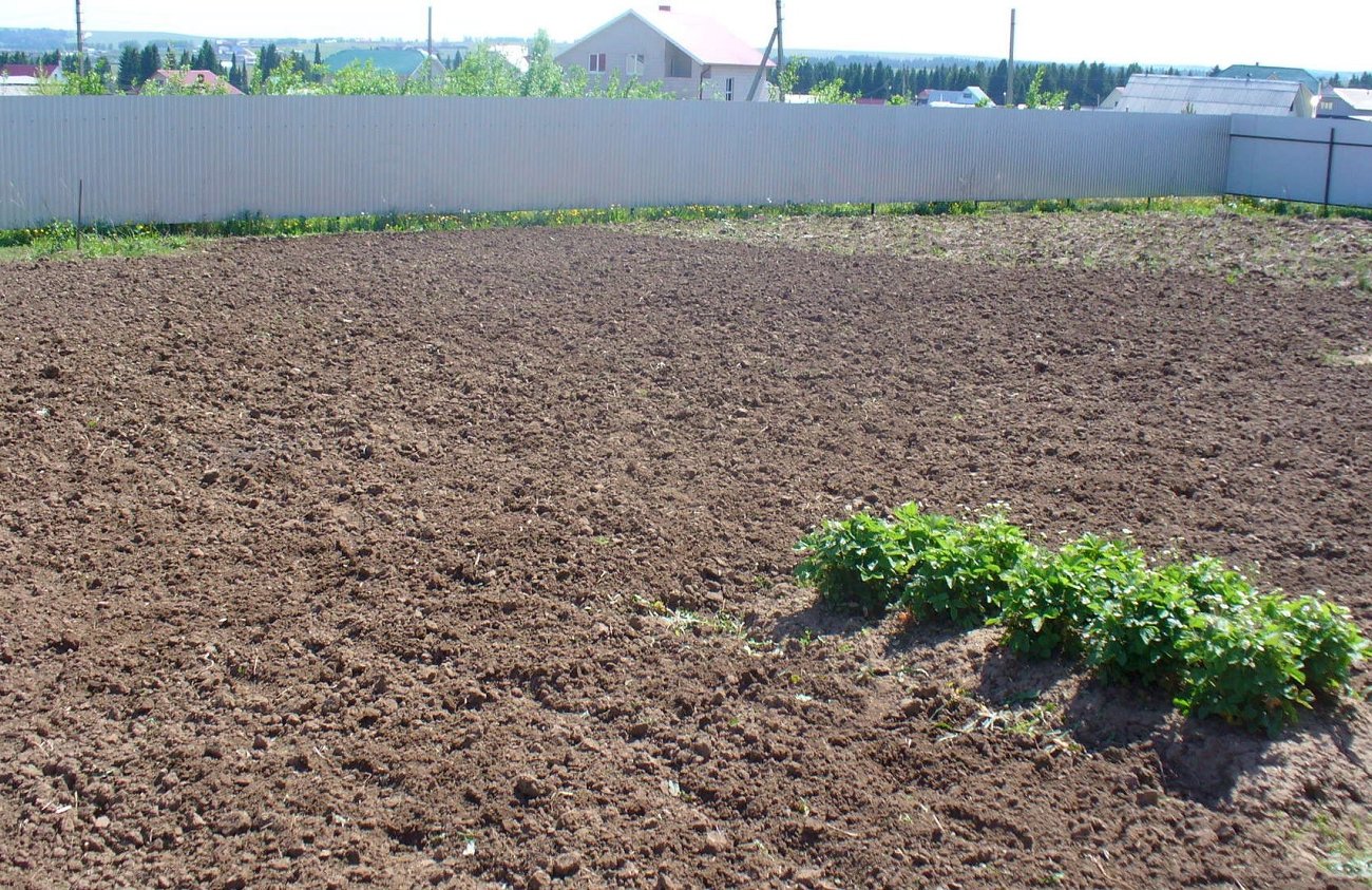 A hagyma betakarítása után házi gyógymódokkal helyreállítom a talajt: most olyan, mint a fekete talaj A hagyma betakarítása után házi gyógymódokkal helyreállítom a talajt: most olyan, mint a fekete talaj