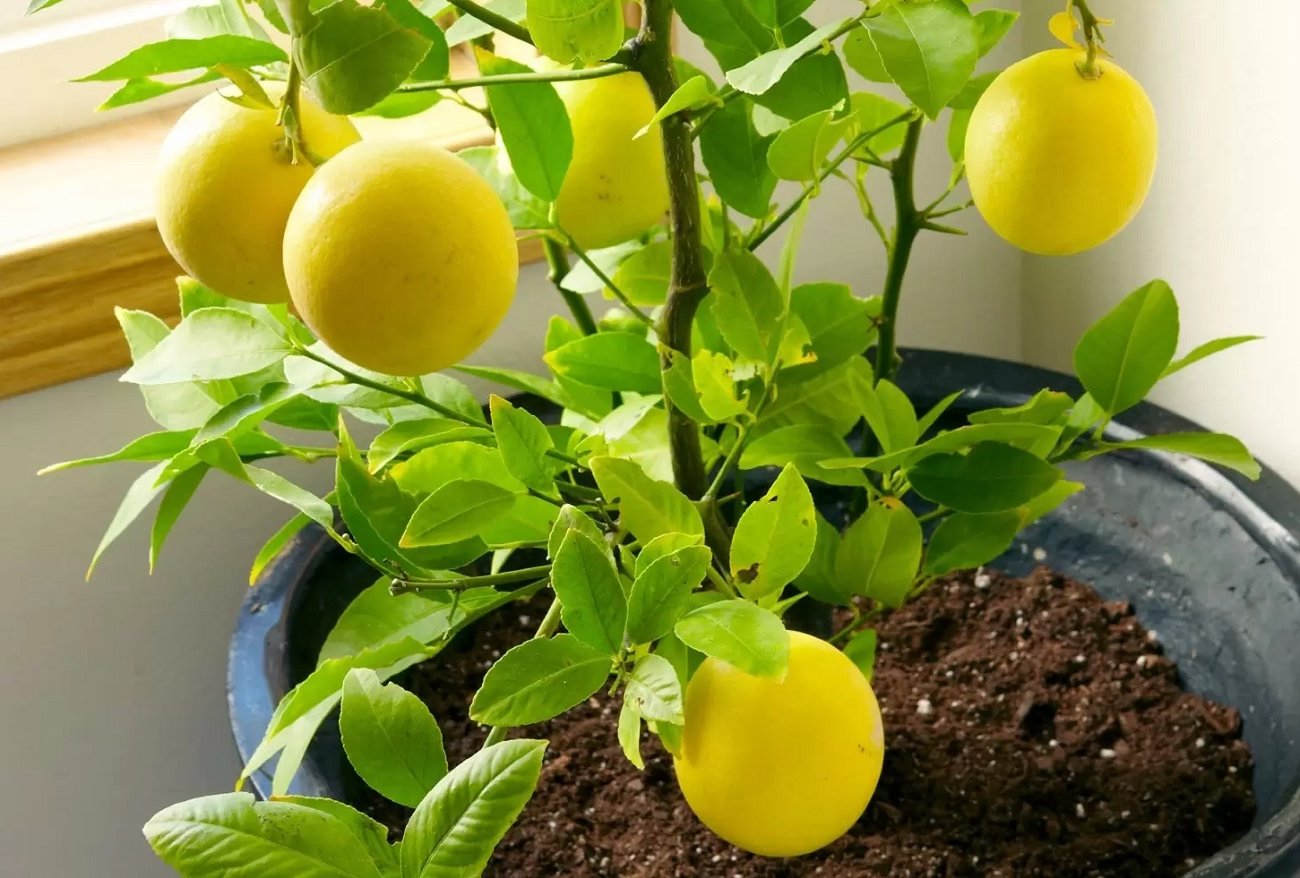 A friss citrusfélék egész évben otthon lesznek: 3 lehetőség az ablakpárkányon történő termesztésre A friss citrusfélék egész évben otthon lesznek: 3 lehetőség az ablakpárkányon történő termesztésre