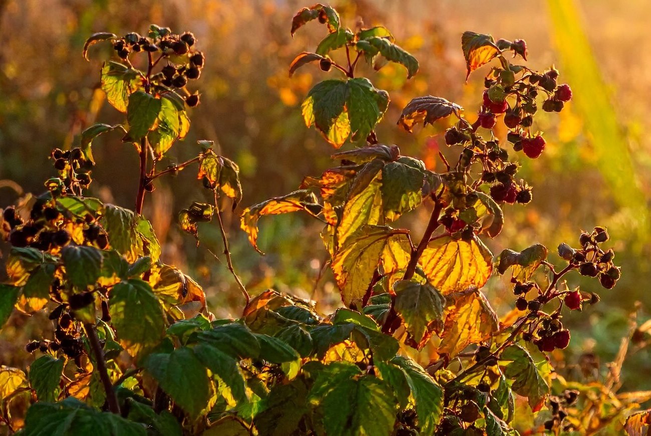 Jelentősen nőtt a málnatermés: nincs többé őszi bokrmetszés Jelentősen nőtt a málnatermés: nincs többé őszi bokrmetszés