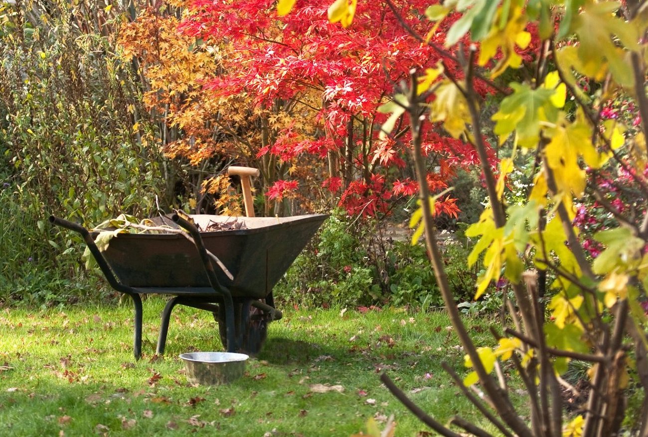 Ezt a munkát még fagy előtt sikerül elvégeznem a kertben, és a kert megköszöni a betakarítást: megjegyzés minden nyári lakosnak Ezt a munkát még fagy előtt sikerül elvégeznem a kertben, és a kert megköszöni a betakarítást: megjegyzés minden nyári lakosnak