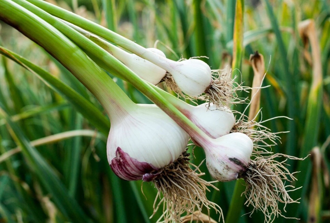 A téli fokhagyma erősen és egészségesen csírázik: ne feledje az 5 fontos ültetési szabályt A téli fokhagyma erősen és egészségesen csírázik: ne feledje az 5 fontos ültetési szabályt
