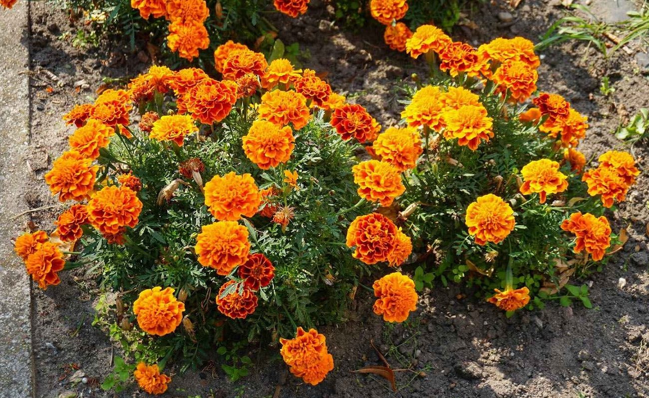 Miért kell a körömvirágot novemberben ültetni: 4 jó ok minden nyári lakos számára Miért kell a körömvirágot novemberben ültetni: 4 jó ok minden nyári lakos számára