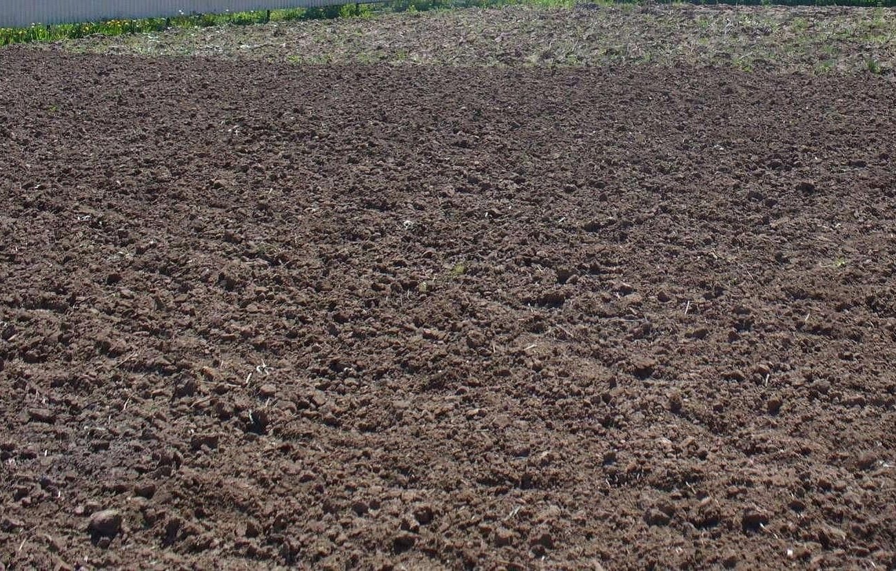 A talaj dús feketefölddé válik: ne feledje, mivel kell műtrágyázni a területet november vége előtt A talaj dús feketefölddé válik: ne feledje, mivel kell műtrágyázni a területet november vége előtt