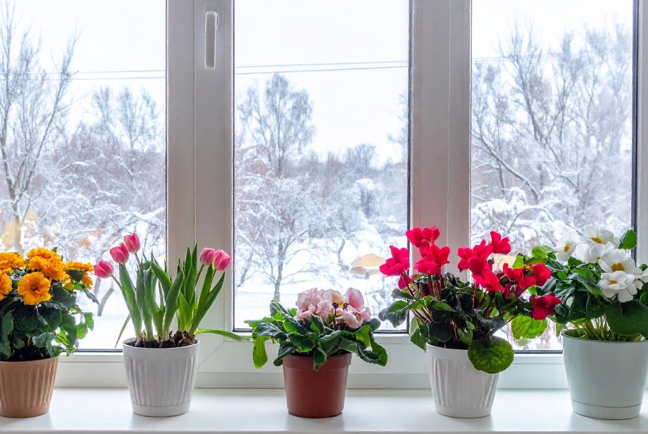 A beltéri virágok úgy nyílnak, mint még soha: ezzel a főzettel öntözöm őket, és nem is lehetnék boldogabb az eredménnyel A beltéri virágok úgy nyílnak, mint még soha: ezzel a főzettel öntözöm őket, és nem is lehetnék boldogabb az eredménnyel