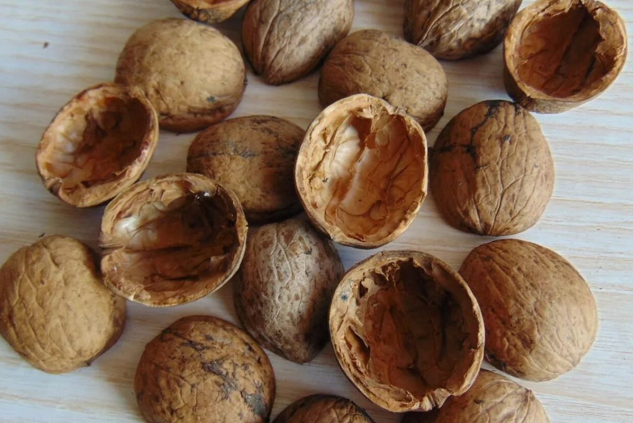 A dióhéjat tavaszig tárolom, és a dachában használom: tapasztalt nyári lakosok trükkje A dióhéjat tavaszig tárolom, és a dachában használom: tapasztalt nyári lakosok trükkje