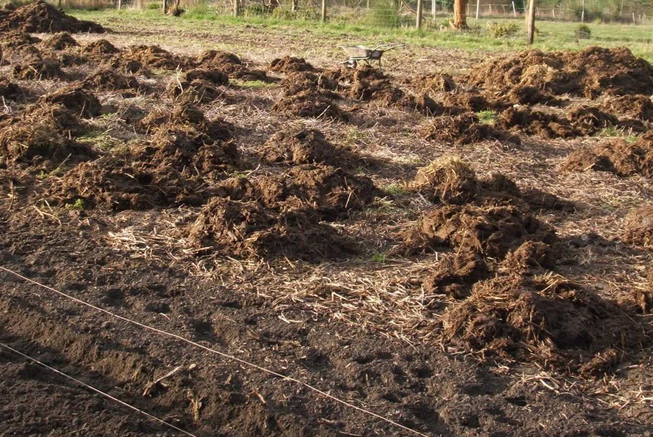 A trágya elveszíti minden előnyét: emlékezzen a fő hibára, amikor ősszel műtrágyát alkalmaz A trágya elveszíti minden előnyét: emlékezzen a fő hibára, amikor ősszel műtrágyát alkalmaz