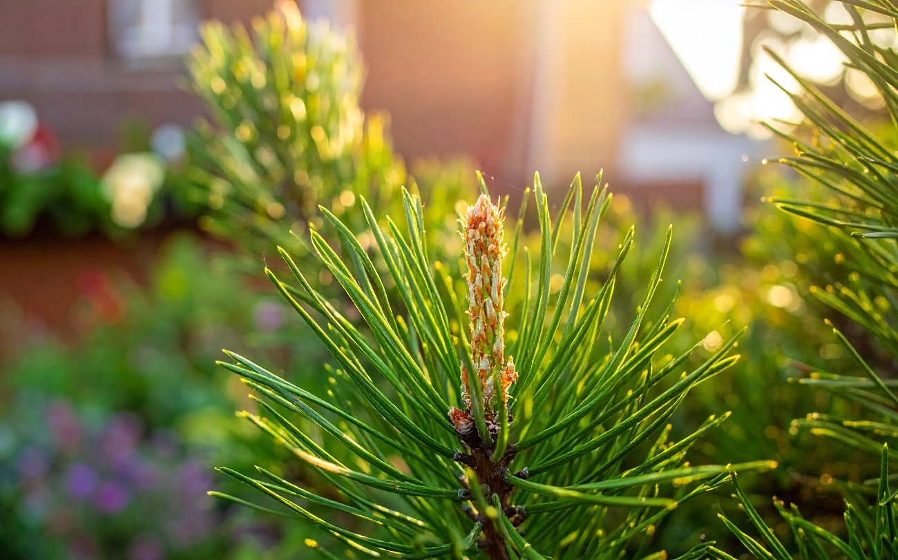 A tűk megvédik a növényeket és javítják a talajt: ne feledje a talajtakarás árnyalatait A tűk megvédik a növényeket és javítják a talajt: ne feledje a talajtakarás árnyalatait
