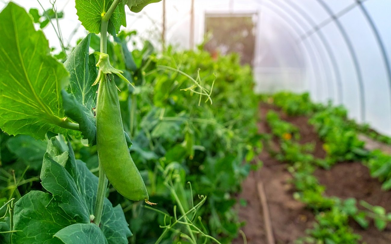 A novemberi vetés gazdag terméssel lep meg: mit ültetnek az okos kertészek az üvegházban késő ősszel A novemberi vetés gazdag terméssel lep meg: mit ültetnek az okos kertészek az üvegházban késő ősszel