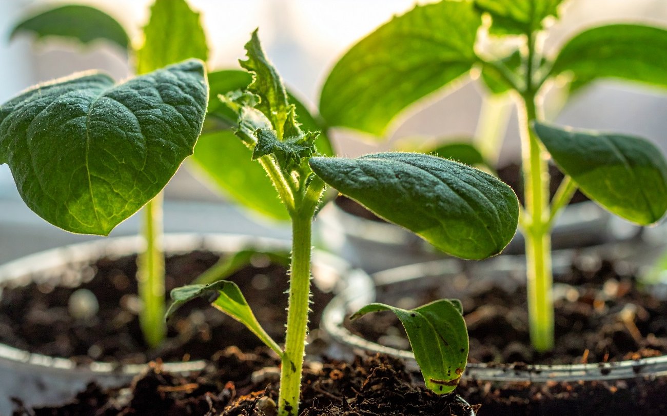 Ezeket a zöldségeket már decemberben vetem palántáknak, és tavasszal élvezem a betakarítást: 4 termés korai vetéshez Ezeket a zöldségeket már decemberben vetem palántáknak, és tavasszal élvezem a betakarítást: 4 termés korai vetéshez