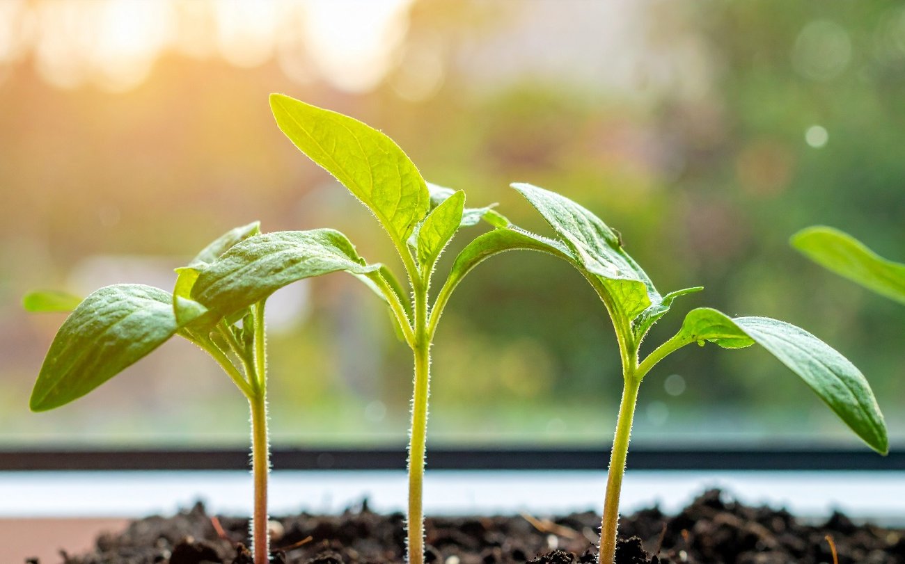 A palánták erősek és egészségesek lesznek: a növények megvilágítására szolgáló lámpák kiválasztásának szabályai A palánták erősek és egészségesek lesznek: a növények megvilágítására szolgáló lámpák kiválasztásának szabályai