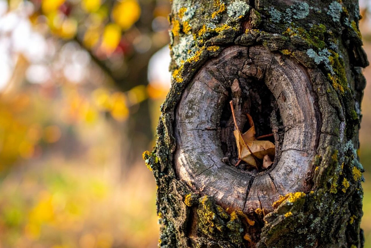 A gyümölcsfák egészségesek és erősek lesznek: a törzs repedéseinek betömésének régimódi módja A gyümölcsfák egészségesek és erősek lesznek: a törzs repedéseinek betömésének régimódi módja