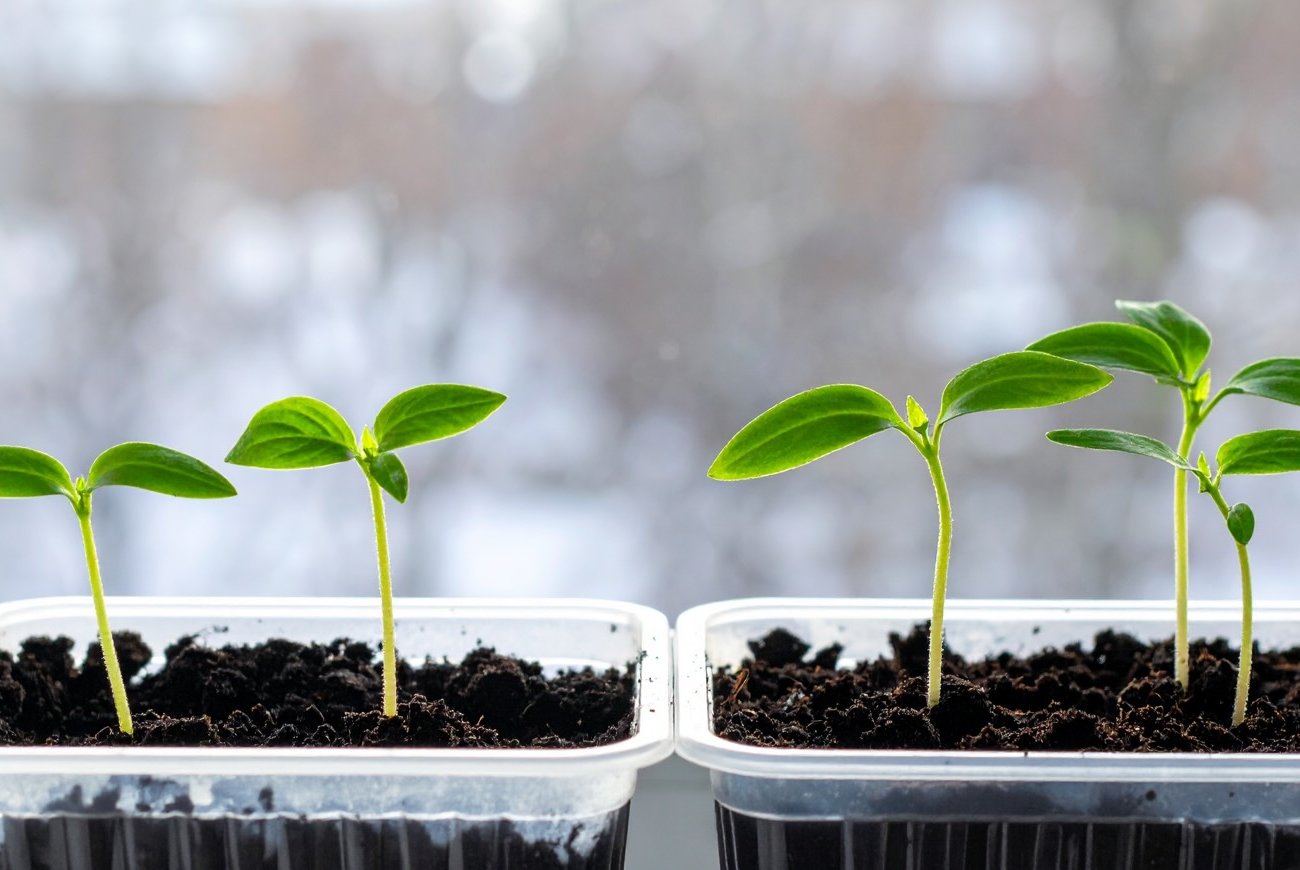Hogyan mentsük meg a csökevényes palántákat drága műtrágya nélkül: egy gyors módszer, amelyet szüleink használtak Hogyan mentsük meg a csökevényes palántákat drága műtrágya nélkül: egy gyors módszer, amelyet szüleink használtak