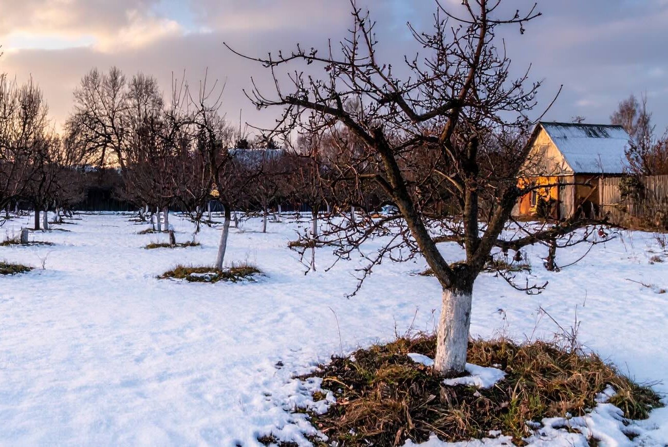 A növények hó nélkül is túlélik a telet, és nem fagynak meg: 4 bevált védekezési módszer A növények hó nélkül is túlélik a telet, és nem fagynak meg: 4 bevált védekezési módszer
