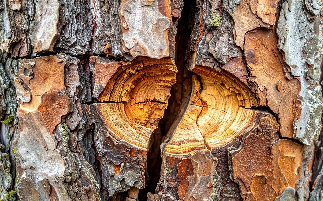 A kéregrepedések maguktól gyógyulnak: a tapasztalt kertészek megosztották az egészséges gyümölcsfák titkát A kéregrepedések maguktól gyógyulnak: a tapasztalt kertészek megosztották az egészséges gyümölcsfák titkát