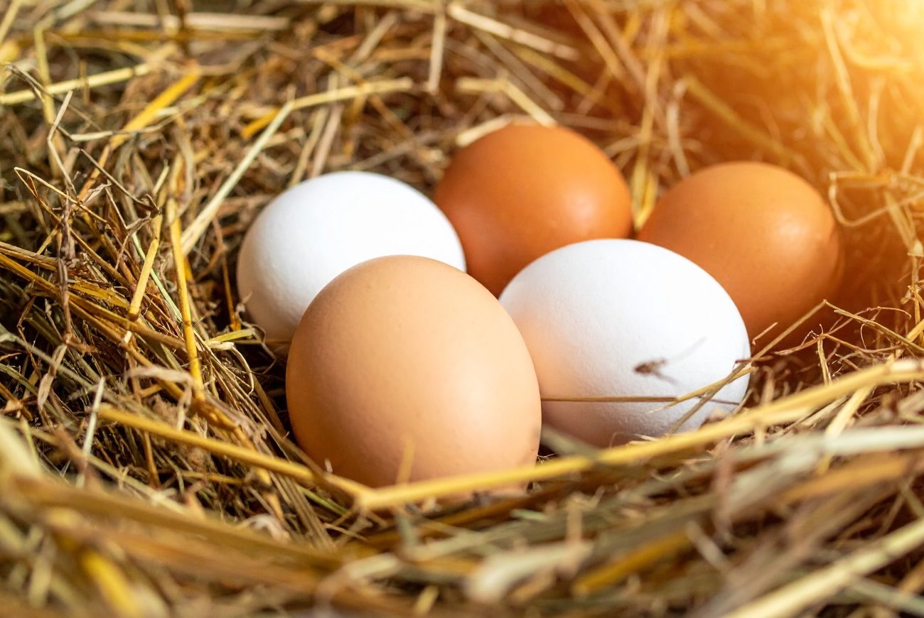 A csirkék minden nap szünet nélkül tojnak: szabályok a tapasztalt nyári lakosok étrendjének létrehozására A csirkék minden nap szünet nélkül tojnak: szabályok a tapasztalt nyári lakosok étrendjének létrehozására