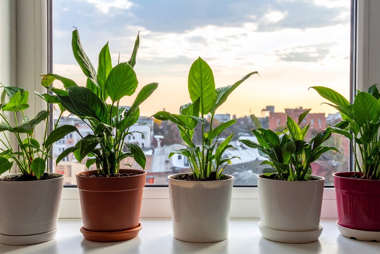 A szobanövények drága műtrágyák nélkül is életre kelnek: a titok a közönséges szénben rejlik A szobanövények drága műtrágyák nélkül is életre kelnek: a titok a közönséges szénben rejlik