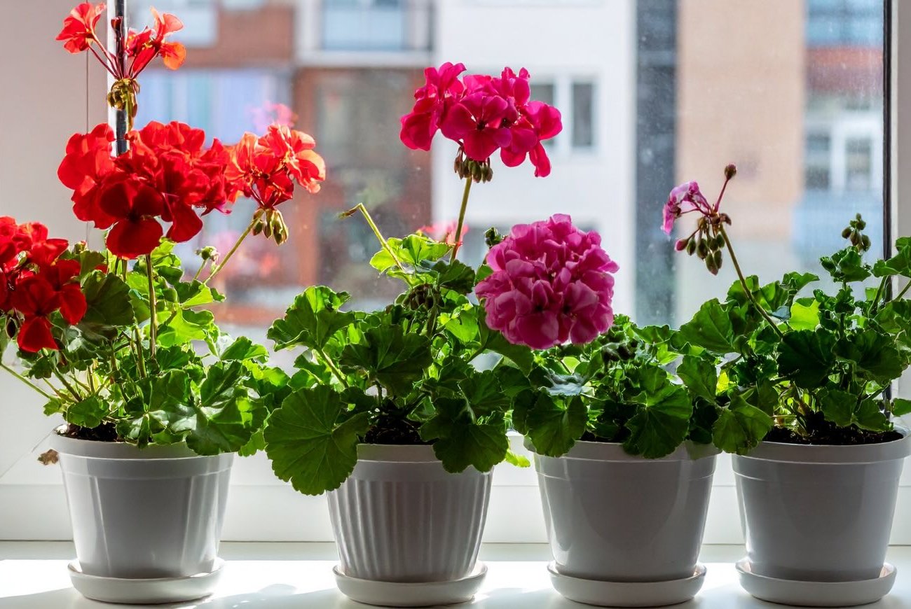 A muskátli virágzik, hogy a szomszédok irigykedjenek: a titok a mézzel való táplálásban rejlik A muskátli virágzik, hogy a szomszédok irigykedjenek: a titok a mézzel való táplálásban rejlik