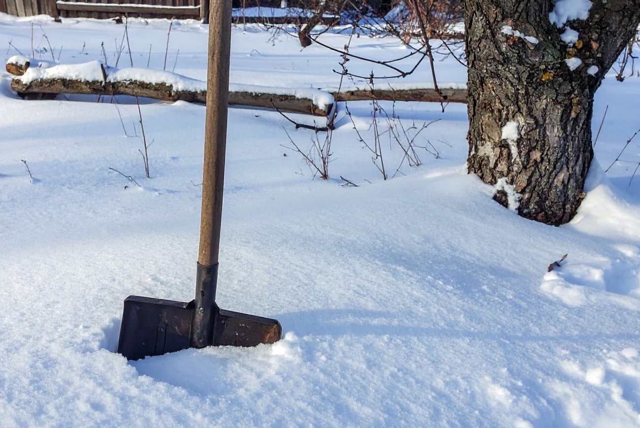 Fogok egy lapátot, és meglazítom a havat az almafák körül: tavasszal élvezem ennek az akciónak az eredményét Fogok egy lapátot, és meglazítom a havat az almafák körül: tavasszal élvezem ennek az akciónak az eredményét