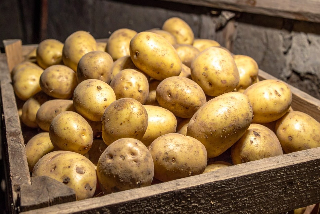 A burgonya tavaszig kibír rothadás és kihajtás nélkül: 7 fontos szabály a zöldségek tárolására A burgonya tavaszig kibír rothadás és kihajtás nélkül: 7 fontos szabály a zöldségek tárolására