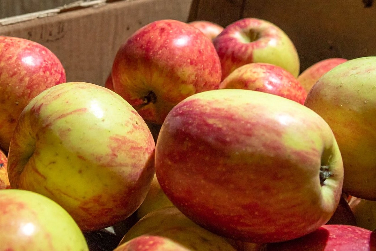 Az alma tavaszig friss lesz: emlékezzen a tárolási hibákra, amelyek tönkreteszik az egész betakarítást Az alma tavaszig friss lesz: emlékezzen a tárolási hibákra, amelyek tönkreteszik az egész betakarítást