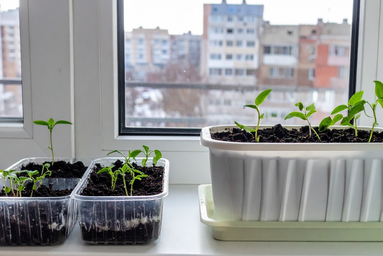 A hidrogén-peroxid váratlan értéke a palánták számára: egyszerű módszer a csírázás javítására A hidrogén-peroxid váratlan értéke a palánták számára: egyszerű módszer a csírázás javítására