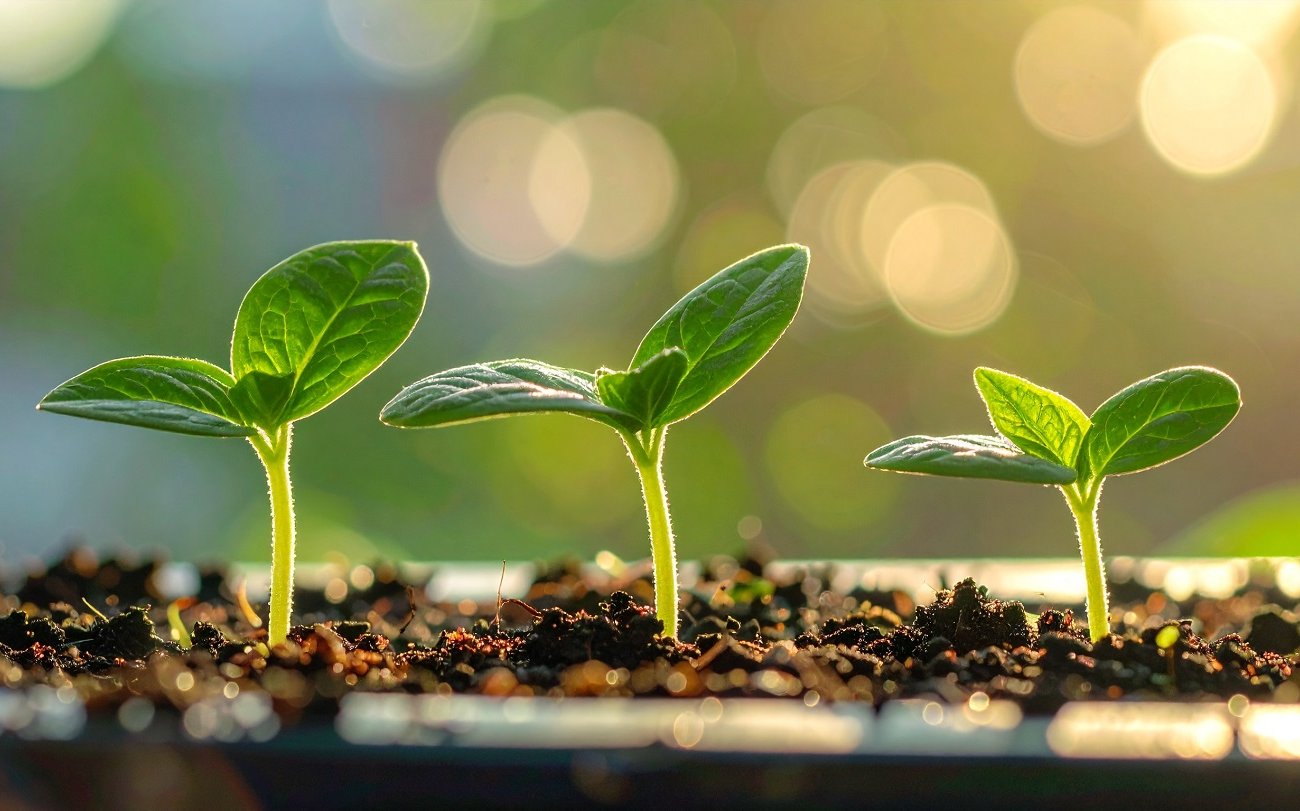 Alig várom a tavaszt és decemberben vetem el a palántákat: 4 korai vetést igénylő zöldség Alig várom a tavaszt és decemberben vetem el a palántákat: 4 korai vetést igénylő zöldség