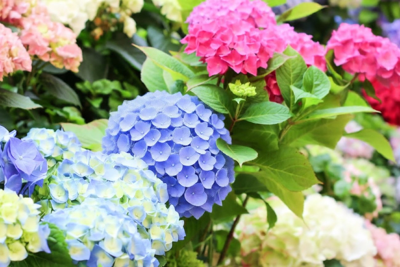 Hogyan válasszunk hortenziát a kertünkbe: egyszerű magyarázat a nagylevelű és a panicula közötti különbségről Hogyan válasszunk hortenziát a kertünkbe: egyszerű magyarázat a nagylevelű és a panicula közötti különbségről