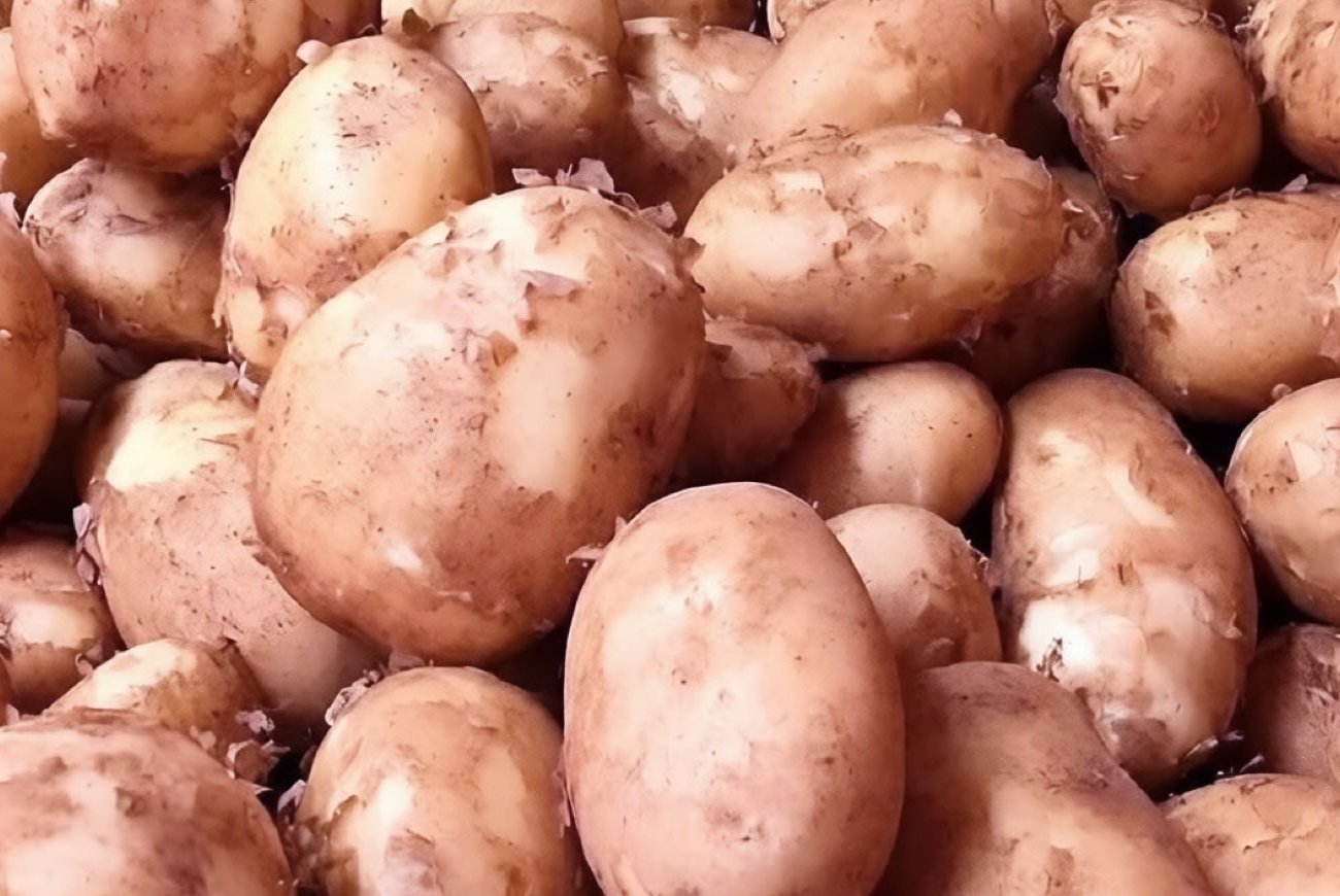 Hogyan lehet megkülönböztetni a takarmányburgonyát az étkezési burgonyától: egyszerű jelek, amelyeket minden vásárlónak tudnia kell Hogyan lehet megkülönböztetni a takarmányburgonyát az étkezési burgonyától: egyszerű jelek, amelyeket minden vásárlónak tudnia kell