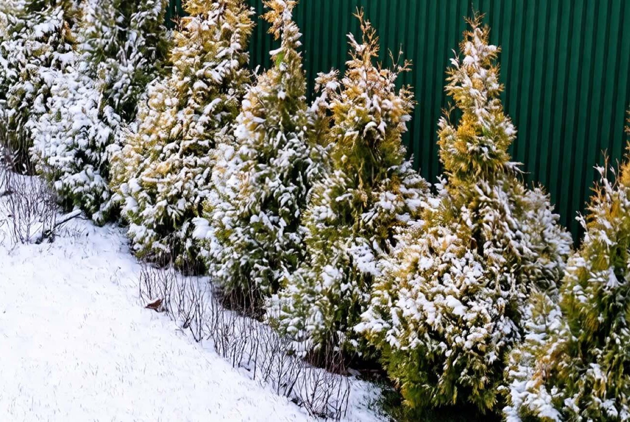 Hogyan tegyük gyorsabban a tuják növekedését: megjegyzés minden nyári lakos számára Hogyan tegyük gyorsabban a tuják növekedését: megjegyzés minden nyári lakos számára