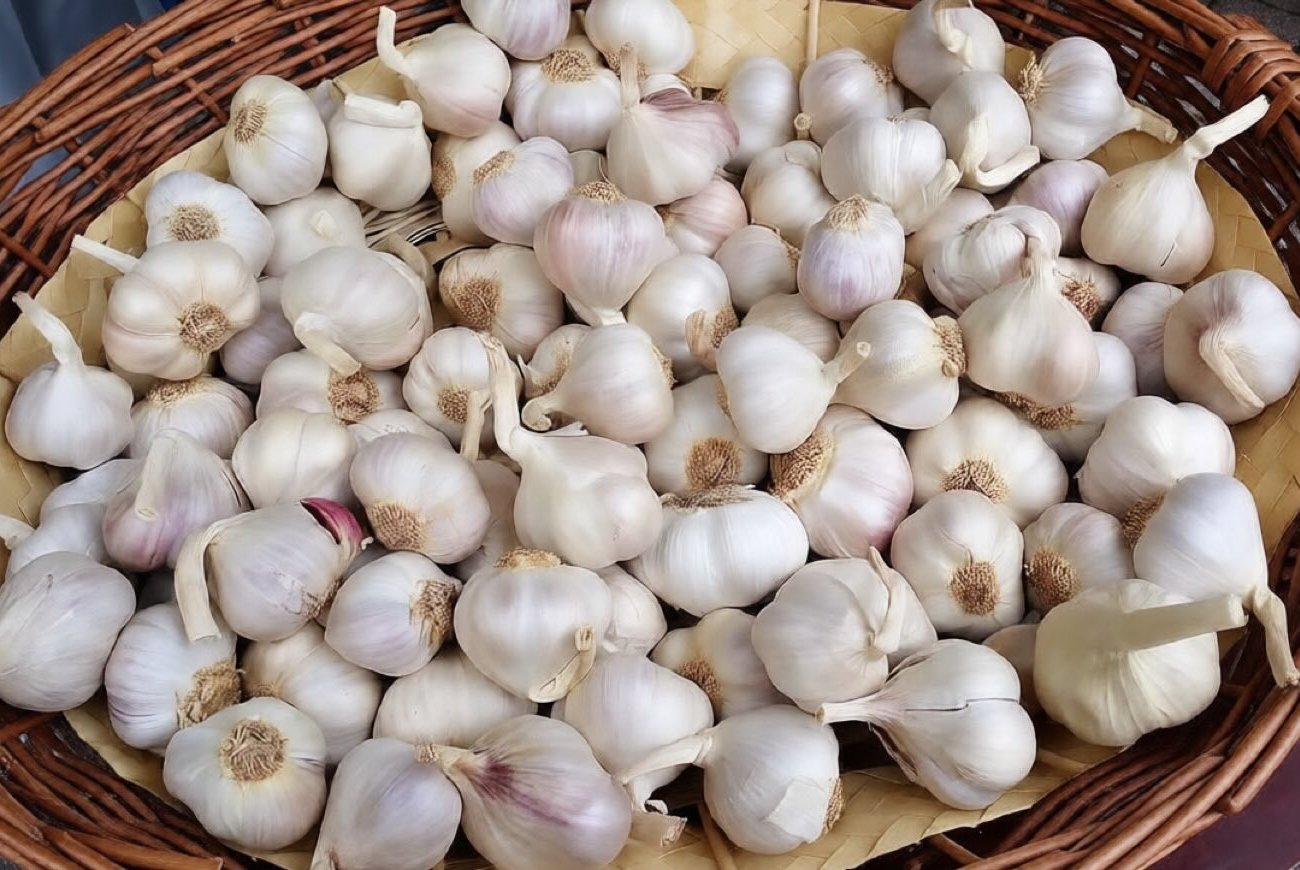 Hogyan lehet megkülönböztetni a téli és a nyári fokhagymát: 4 egyszerű jel azoknak, akik össze vannak zavarodva Hogyan lehet megkülönböztetni a téli és a nyári fokhagymát: 4 egyszerű jel azoknak, akik össze vannak zavarodva